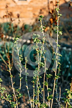 Branch of currant with young small green leaves