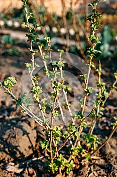 Branch of currant with young small green leaves