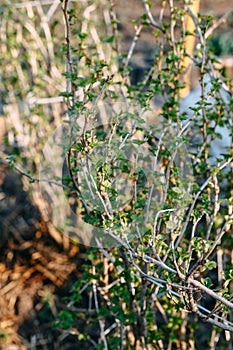 Branch of currant with young small green leaves