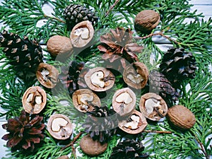 branch cypress forest cones and walnuts lie on a white background