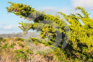 Branch of cypress tree with pine cones, green hills and California native forest on background