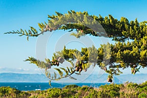 Branch of cypress tree with pine cones, and Pacific ocean and clear blue sky