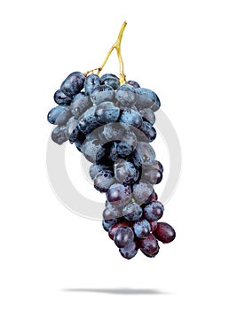 Branch of dark blue grapes with water drops, isolated on white background. File contains a path to isolation