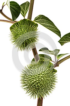 Branch with datura fruit, spiny capsule with seeds, jimsonweed, dope, stramonium, thorn-apple, devil`s weed, hell`s bells,