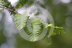 Branch of a Dawn Redwood (lat. Metasequoia glyptostroboides photo