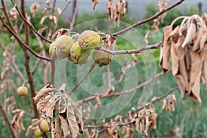 Branch of a dead Apple tree with dried apples