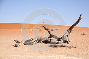 Branch of Dead Tree in Deadvlei, Namib Desert, Namibia