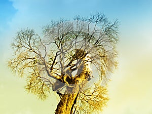 Branch of dead tree under dramatic evening cloud and sky.