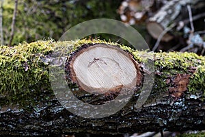 Branch of a deciduous tree. Cut wood into pieces in the forest a
