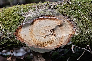 Branch of a deciduous tree. Cut wood into pieces in the forest a