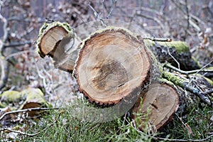Branch of a deciduous tree. Cut wood into pieces in the forest a