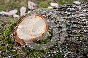 Branch of a deciduous tree. Cut wood into pieces in the forest a