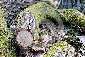 Branch of a deciduous tree. Cut wood into pieces in the forest a