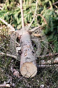 Branch of a deciduous tree. Cut wood into pieces in the forest a