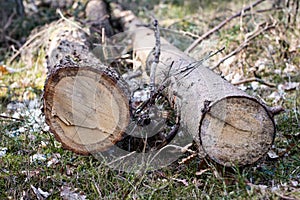 Branch of a deciduous tree. Cut wood into pieces in the forest a