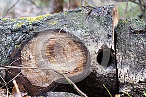 Branch of a deciduous tree. Cut wood into pieces in the forest a