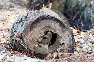 Branch of a deciduous tree. Cut wood into pieces in the forest a