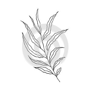A branch of a deciduous tree on a white background. Design for logo and wedding illustration. Black and white vector