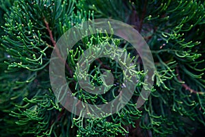 Branch of decorative needle cypress dark background