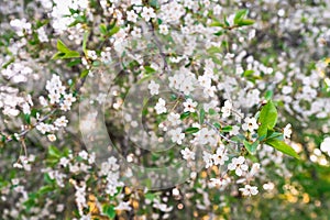 A branch of a delicate flowering apple tree