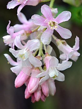 A branch with delicate pink blossom