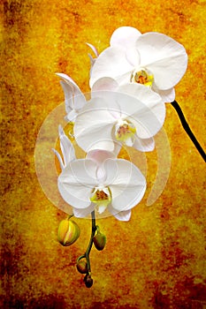 Branch of delicate white phalaenopsis orchids on abstract grunge background