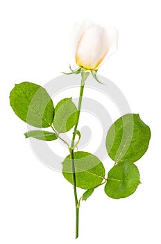 Branch of delicate white-pink rose isolated on white background