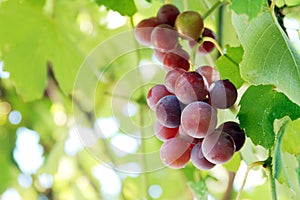 Branch of delicious red grapes, wine concept