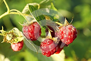 Branch with delicious ripe raspberries on bush