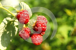 Branch with delicious ripe raspberries on bush. Space for text