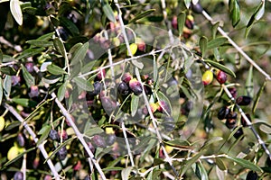 Branch details with olives growing