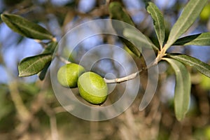 Branch details with olives growing