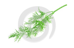 A branch of dill