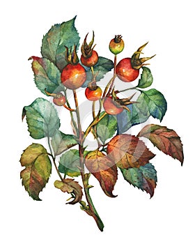 A branch of Dog rose Briar with red berries and green leaves.