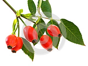 Branch of dog rose with hips photo