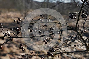 Branch of dried berries rowan