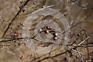 Branch of dried berries rowan