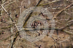 Branch of dried berries rowan