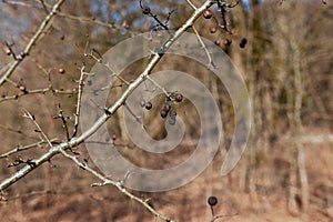 Branch of dried berries rowan