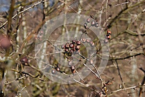 Branch of dried berries rowan