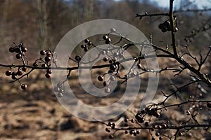 Branch of dried berries rowan