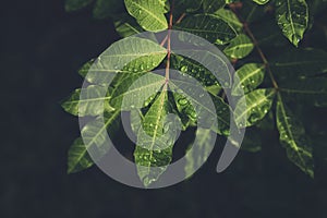 Branch with drops of water after rain