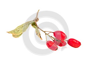 Branch dry barberries