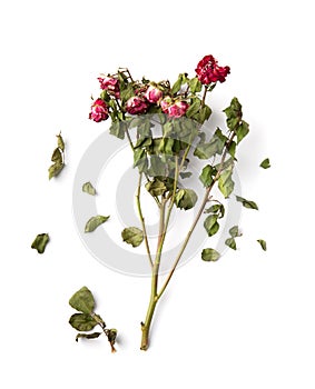 Branch of dry pink roses on a white background top view