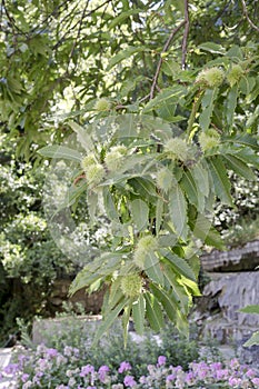 Branch with edible chestnuts Castanea sativa