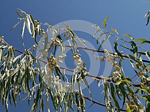 Branch of Elaeagnus multiflora