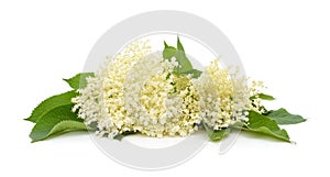 Branch with elderflower