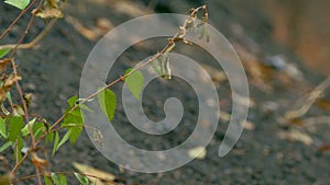 Branch elm leaves against the black earth