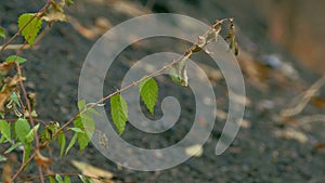 Branch elm leaves against black earth