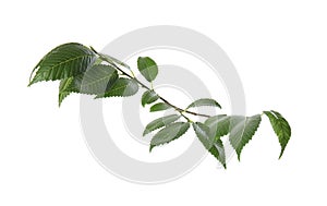 Branch of elm tree with fresh green leaves isolated on white. Spring season